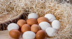 yumurta besin değeri